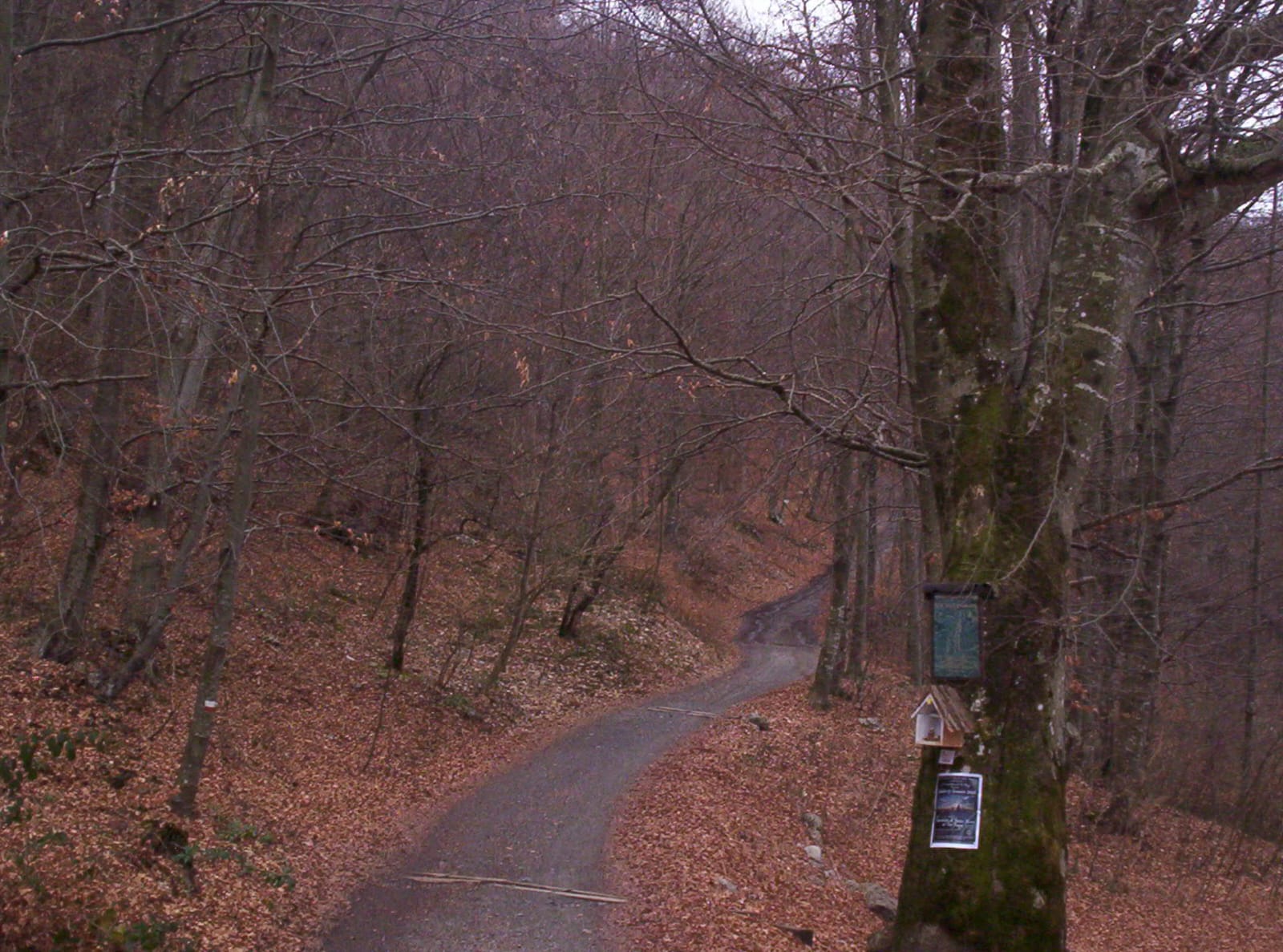 Foto n° 7 del trekking Tre Faggi │ Fuipiano